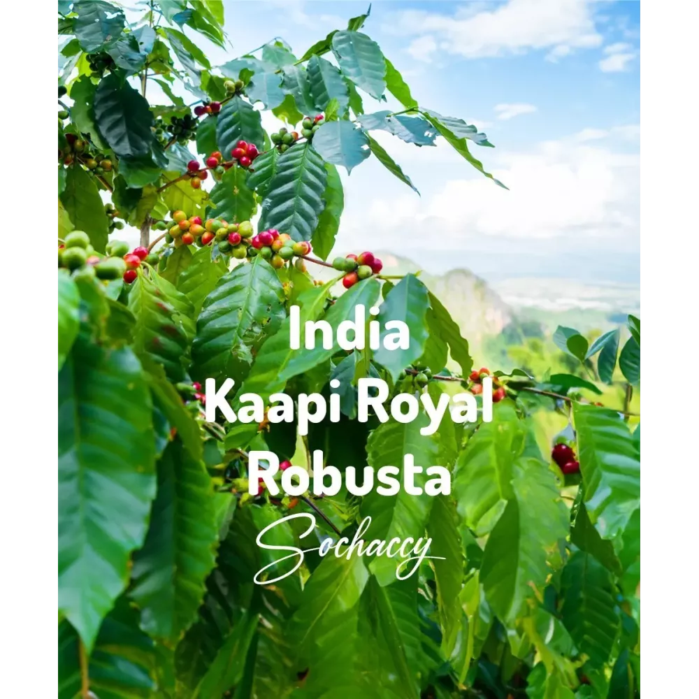 Indie Kaapi Royale Świeżo Palona Robusta Kawa Ziarnista