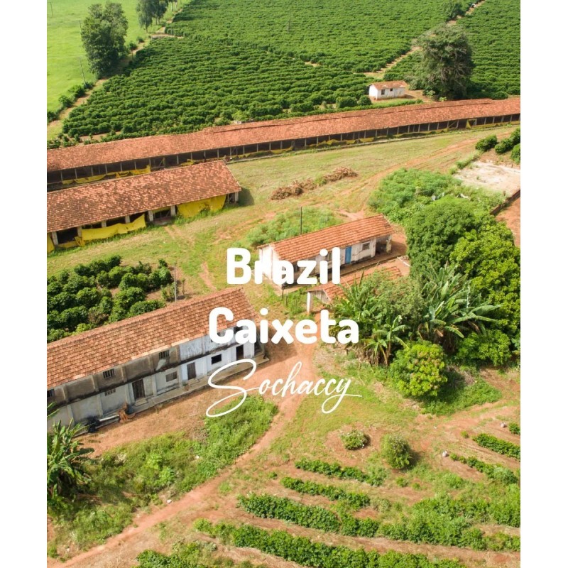 Brazil Caixeta Freshly Roasted Arabica Coffee Grains