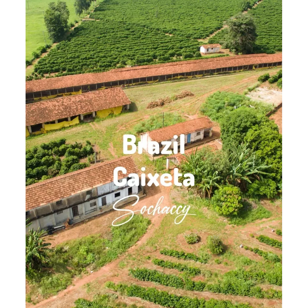 Brazylia Caixeta Świeżo Palona Arabica Kawa Ziarnista
