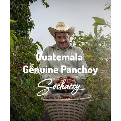 Gwatemala Genuine Panchoy | Świeżo Palona Arabica | Kawa Ziarnista