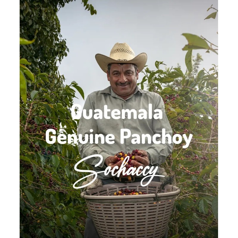 Kawa ziarnista Gwatemala Genuine Panchoy