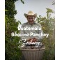 Gwatemala Genuine Panchoy | Świeżo Palona Arabica | Kawa Ziarnista