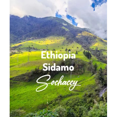 Etiopia Sidamo | Świeżo Palona Arabica | Kawa Ziarnista