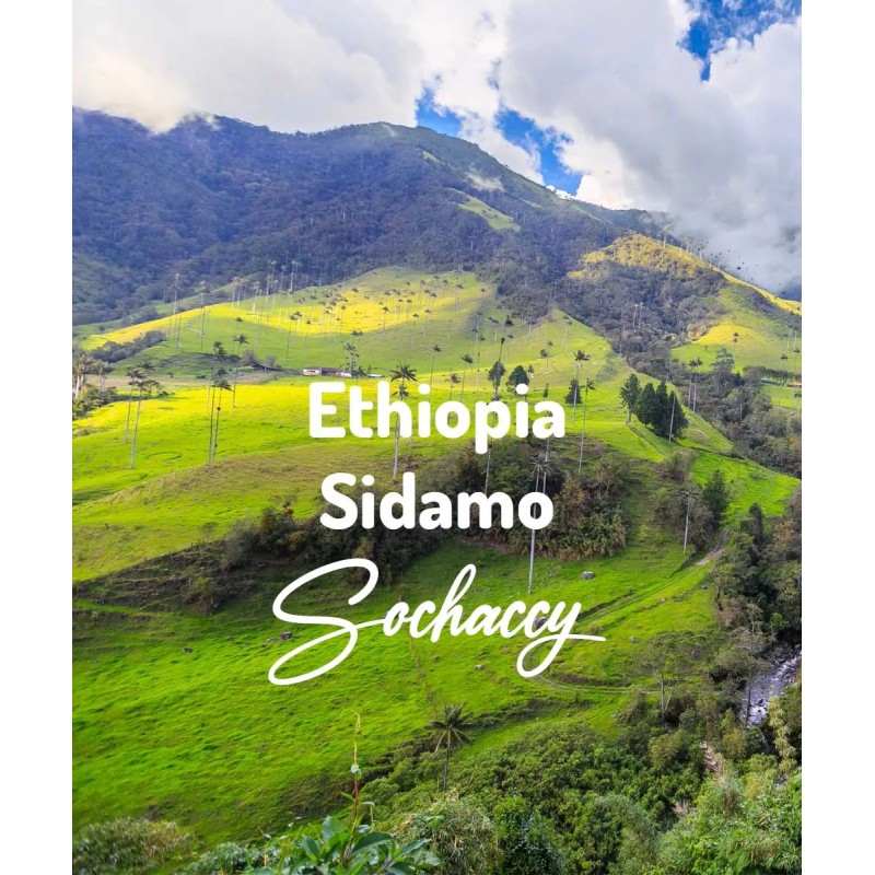 Kawa ziarnista Etiopia Sidamo| Palarnia Kawy Sochaccy