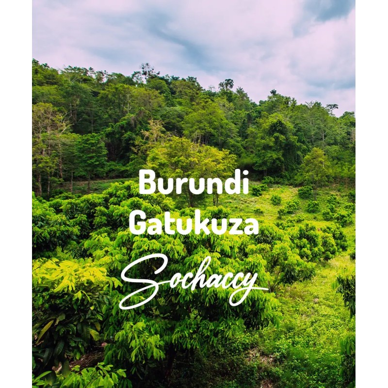 Burundi Gatukuza | Świeżo Palona Arabica | Kawa Ziarnista|Palarnia Kawy Sochaccy|Burundi