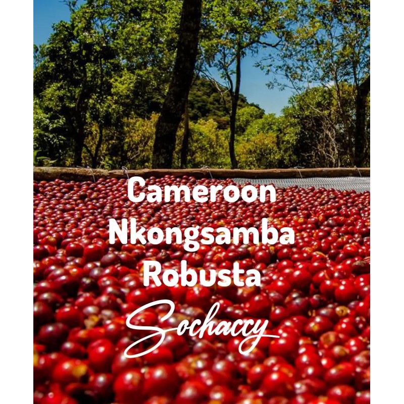 Kawa ziarnista Kamerun Nkongsamba Robusta plantacja kawy | Palarnia Kawy Sochaccy