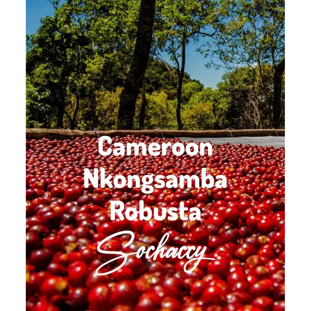 Kawa ziarnista Kamerun Nkongsamba Robusta plantacja kawy | Palarnia Kawy Sochaccy