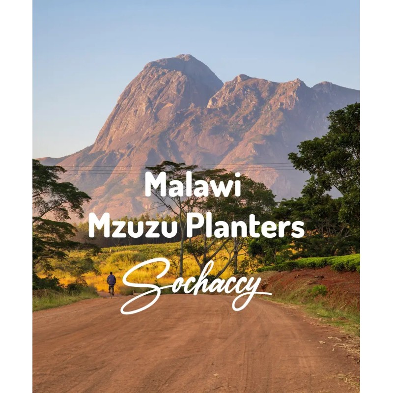 Malawi Mzuzu Planters | Świeżo Palona Arabica | Kawa Ziarnista|Palarnia Kawy Sochaccy|Malawii