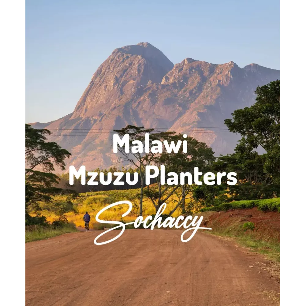 Kawa z Malawi | Palarnia Kawy Sochaccy
