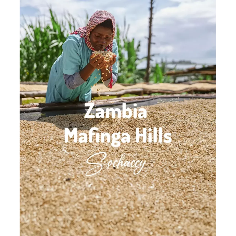 Kawa ziarnista Zambia Mafinga Hills | Palarnia Kawy Sochaccy