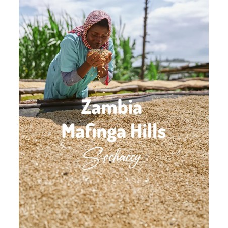 Kawa ziarnista Zambia Mafinga Hills | Palarnia Kawy Sochaccy