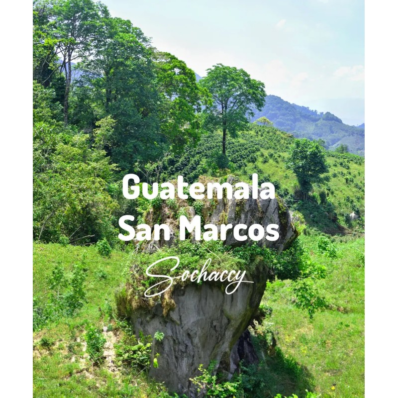 Kawa ziarnista Gwatemala San Marcos | Palarnia Kawy Sochaccy