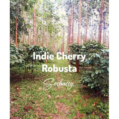 Indie Cherry | Świeżo Palona Robusta | Kawa Ziarnista