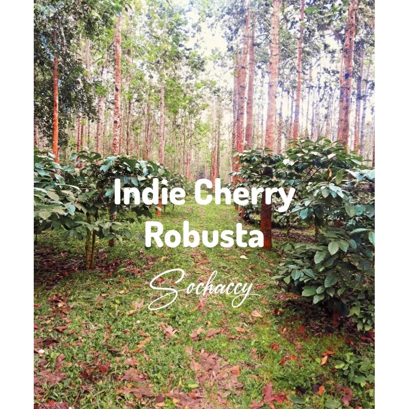 Kawa ziarnista Indie Cherry Robusta | Palarnia Kawy Sochaccy
