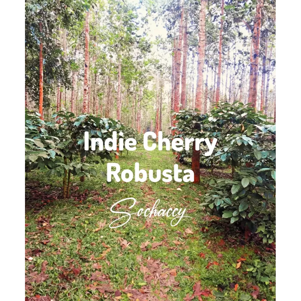 Kawa Indie Cherry Świeżo Palona Robusta Rzemieślnicza Kawa Ziarnista