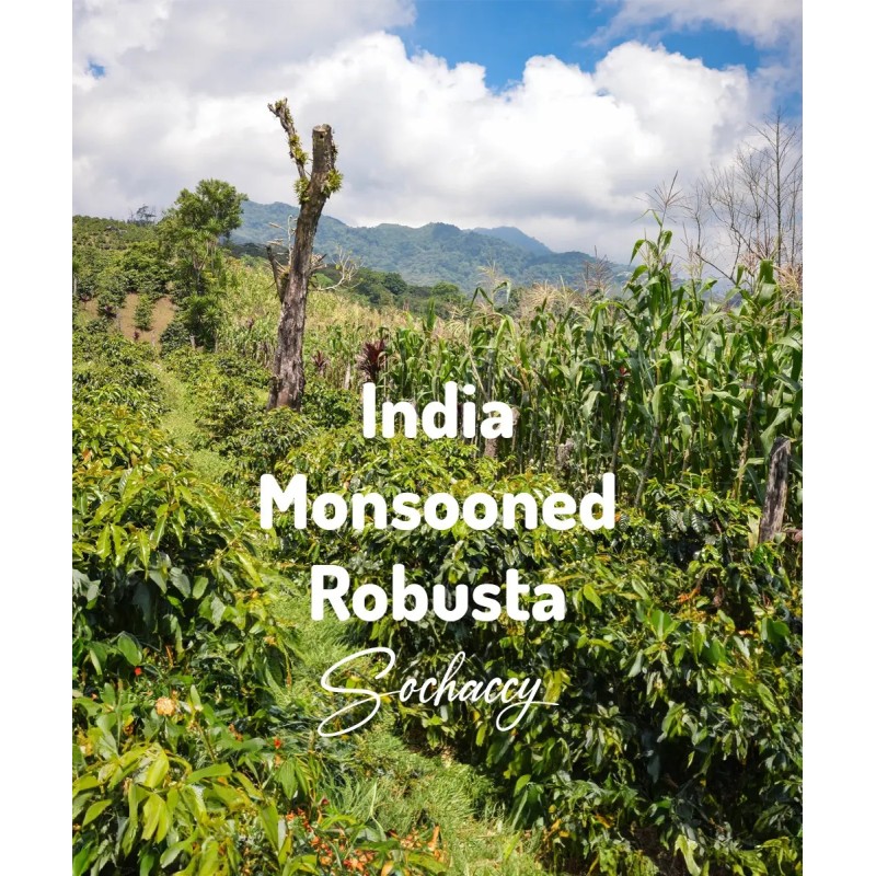 Kawa ziarnista Robusta Indie Monsooned | Palarnia Kawy Sochaccy