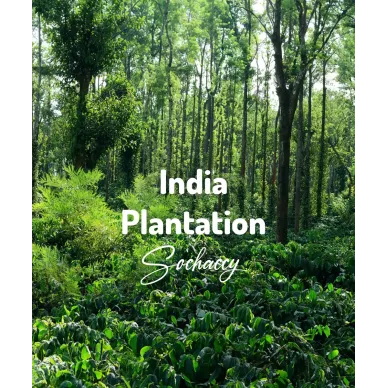 Indie Plantation | Świeżo Palona Arabica | Kawa Ziarnista