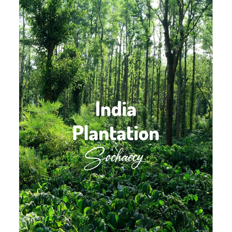 Kawa ziarnista Indie Plantation | Palarnia Kawy Sochaccy