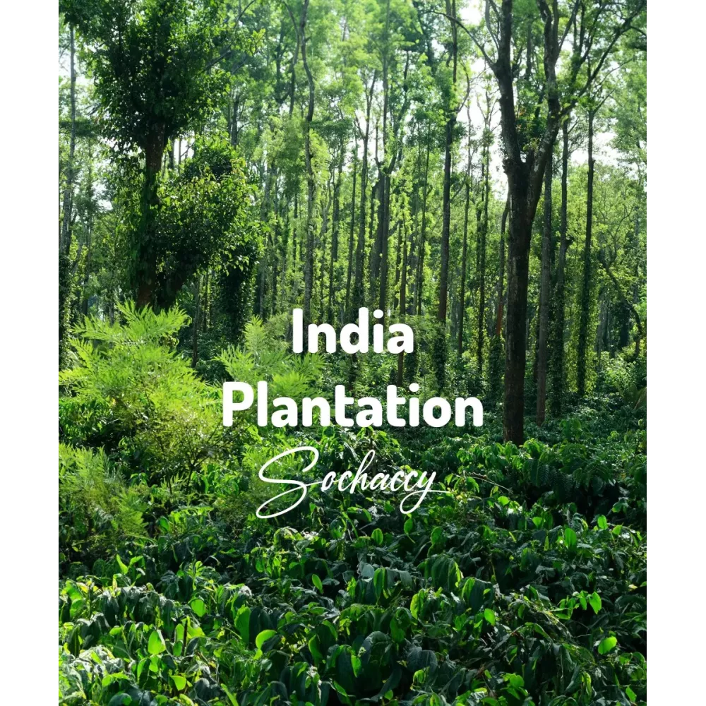 Kawa ziarnista Indie Plantation Świeżo Palona Arabica Rzemieślnicza Kawa Ziarnista
