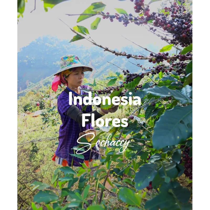 Kawa Indonezja Flores Świeżo Palona Arabica Kawa Ziarnista