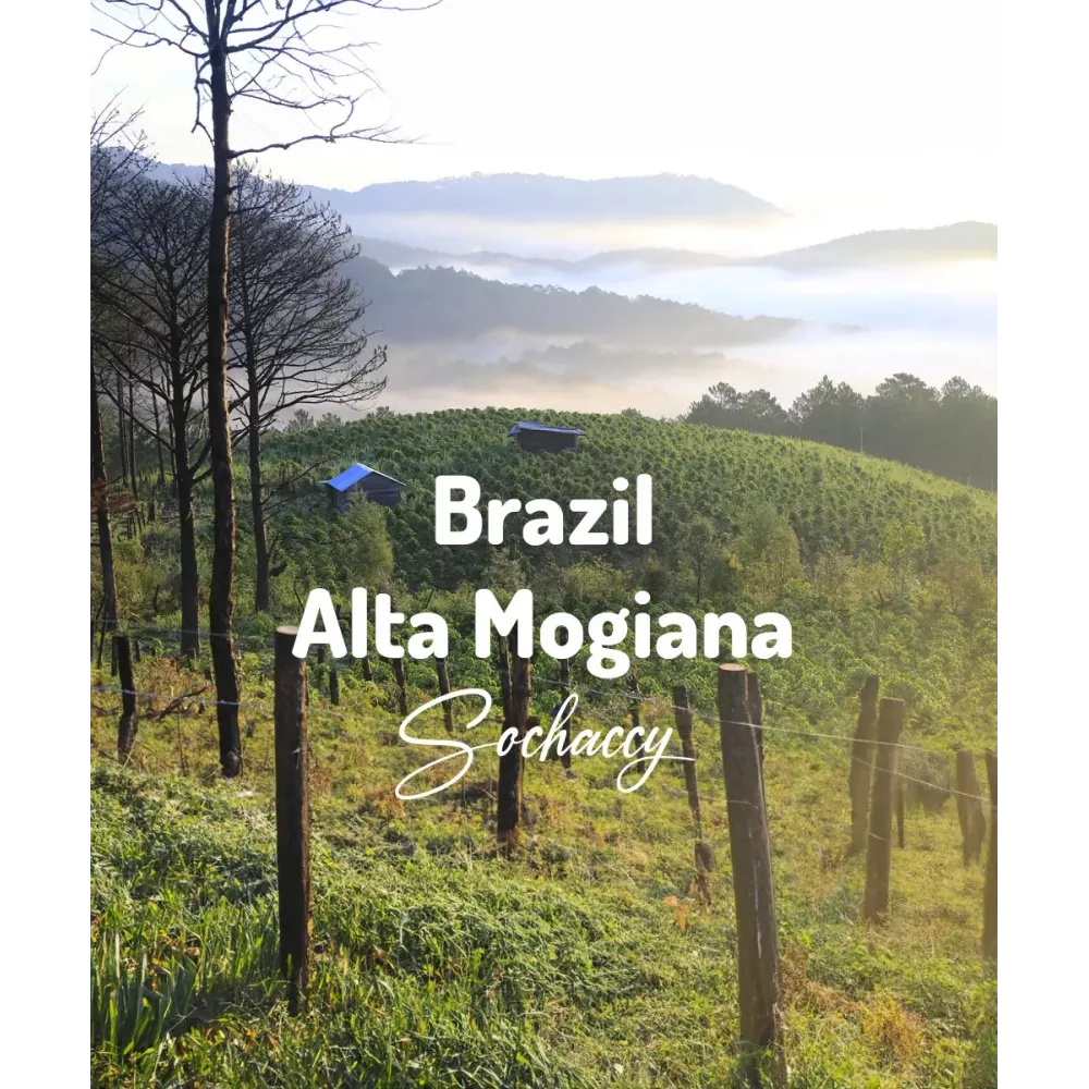 Kawa ziarnista Brazylia Alta Mogiana Plantacje kawy w Brazylii | Palarnia Kawy Sochaccy