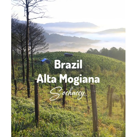 Brazylia Alta Mogiana | Świeżo Palona Arabica | Kawa Ziarnista