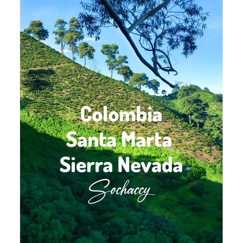 Kawa ziarnista Kolumbia Santa Marta plantacja | Palarnia Kawy Sochaccy