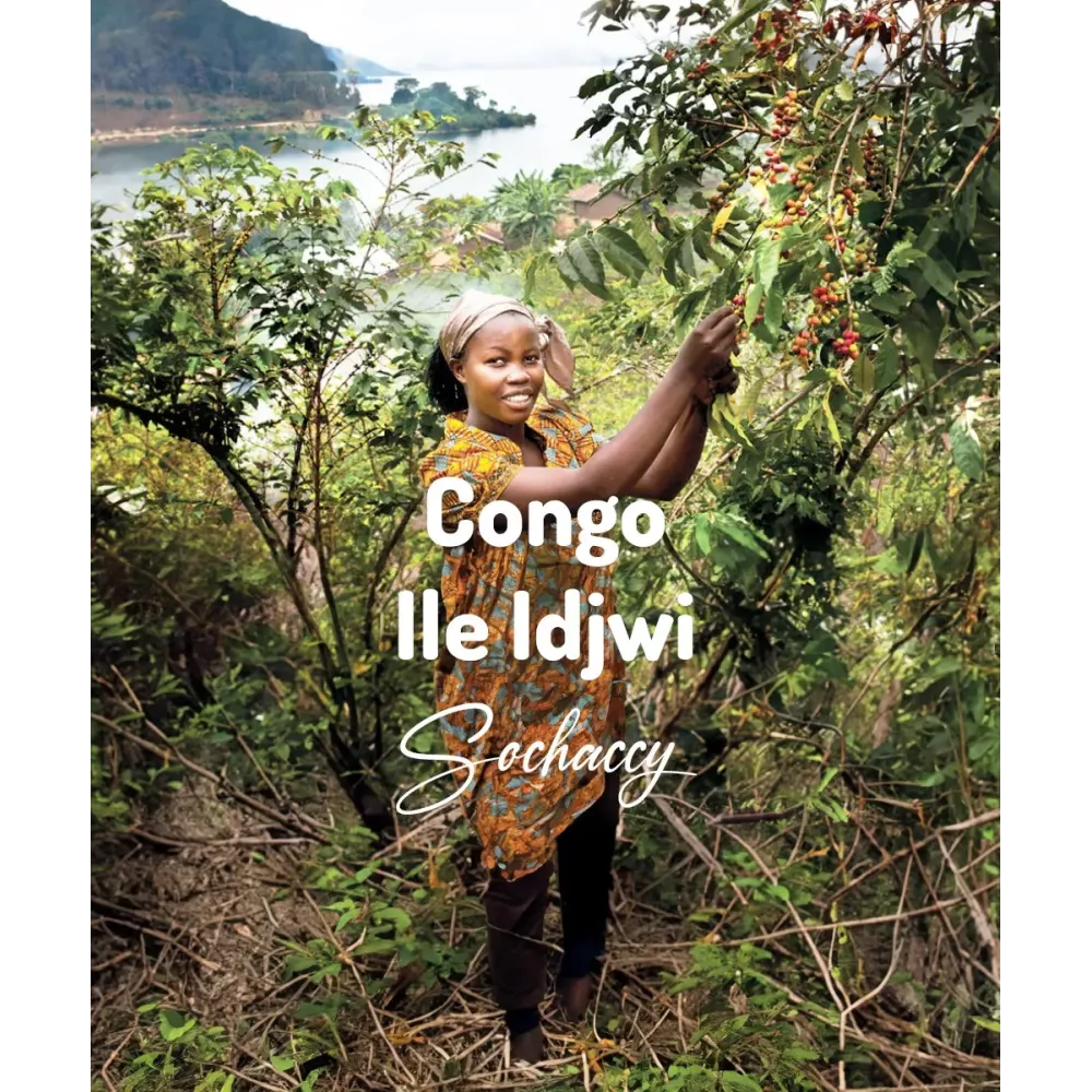 Kawa ziarnista Kongo Ile Idjwi Świeżo Palona Arabica Rzemieślnicza Kawa Ziarnista