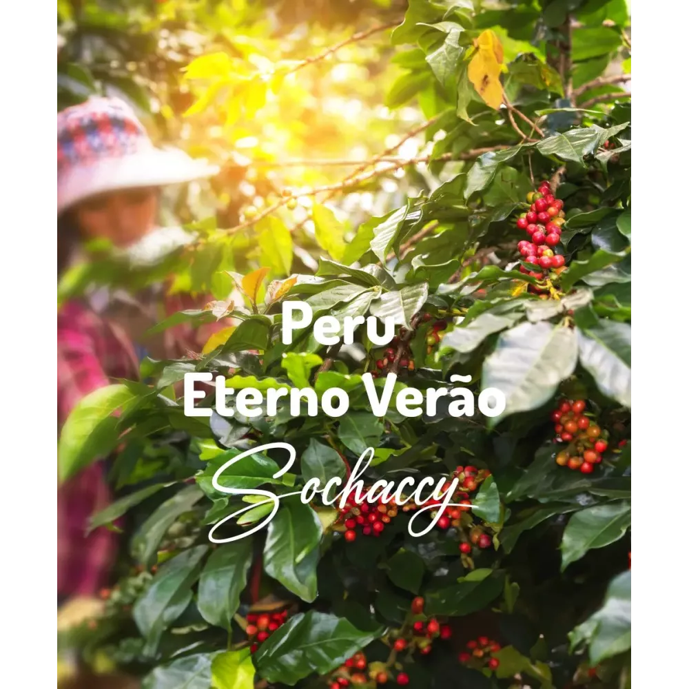 Kawa ziarnista Peru Eterno Verão Świeżo Palona Arabica Rzemieślnicza Kawa Ziarnista