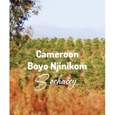 Kamerun Boyo Njinikom | Świeżo Palona Arabica | Kawa Ziarnista