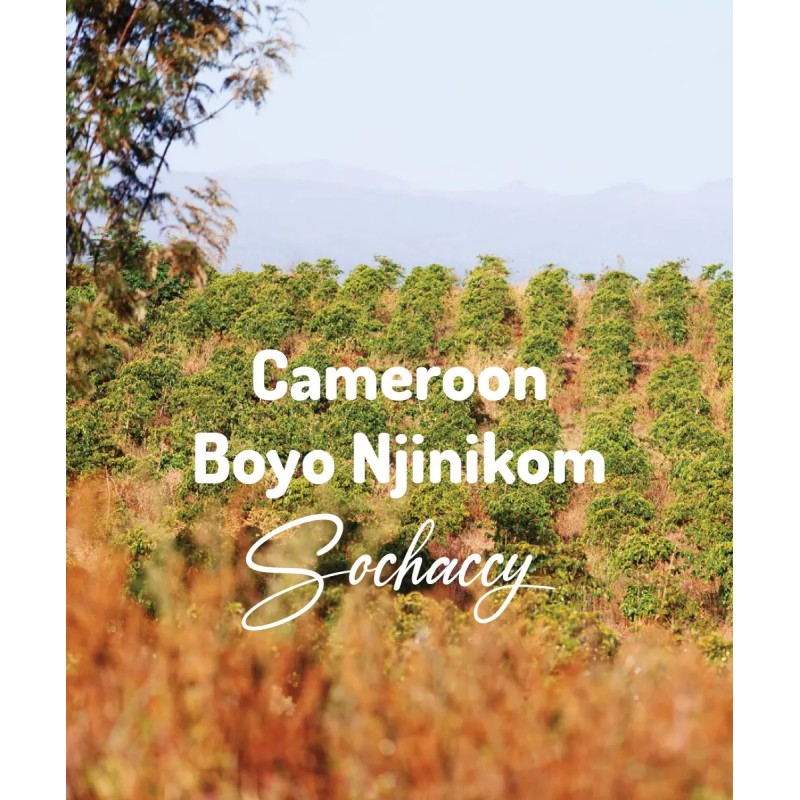 Kawa ziarnista Kamerun Boyo Njinikom | Palarnia Kawy Sochaccy