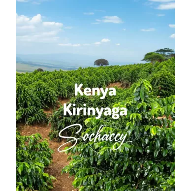 Kenia Kirinyaga | Świeżo Palona Arabica | Kawa Ziarnista
