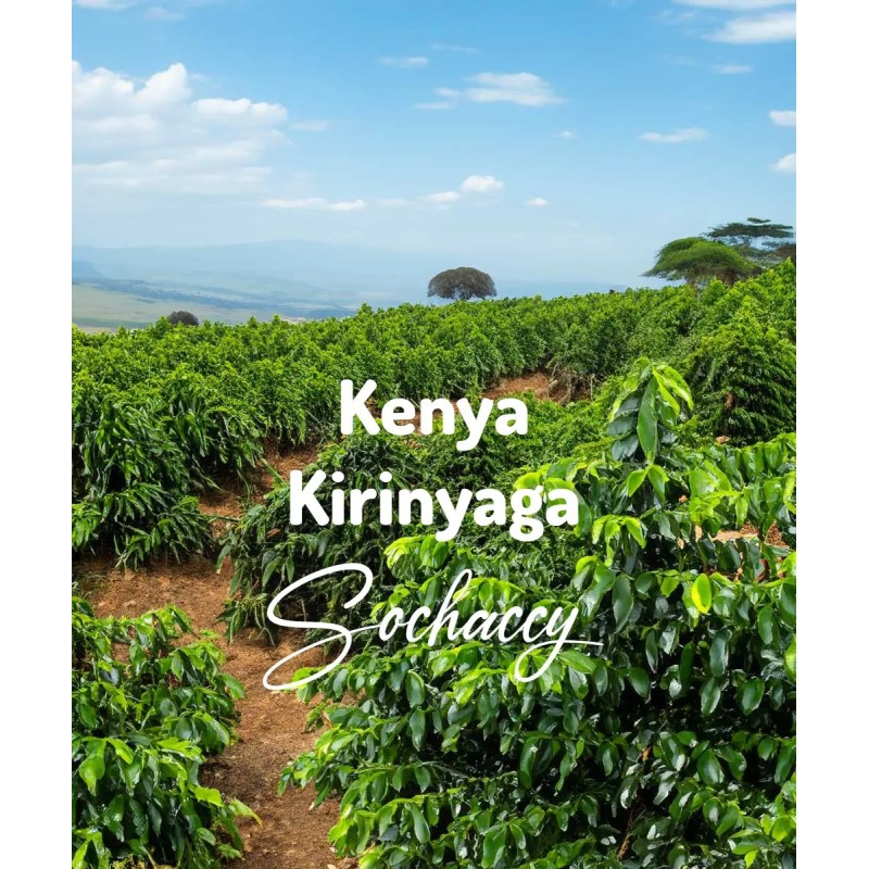 Kawa Kenia Kirinyaga | Świeżo Palona Arabica | Kawa Ziarnista | Sochaccy.Co |Kenia
