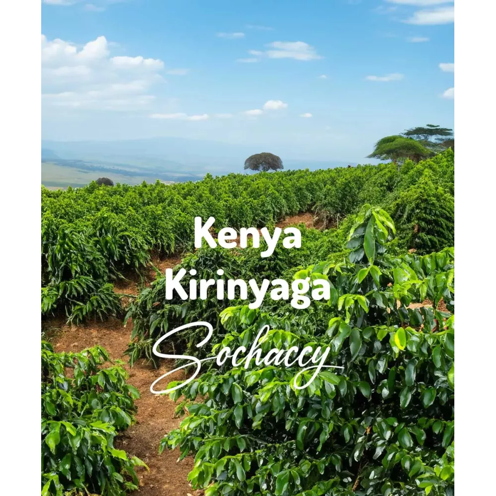 Kawa Kenia Kirinyaga  Świeżo Palona Arabica Rzemieślnicza  Kawa Ziarnista