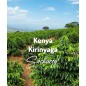 Kenia Kirinyaga | Świeżo Palona Arabica | Kawa Ziarnista