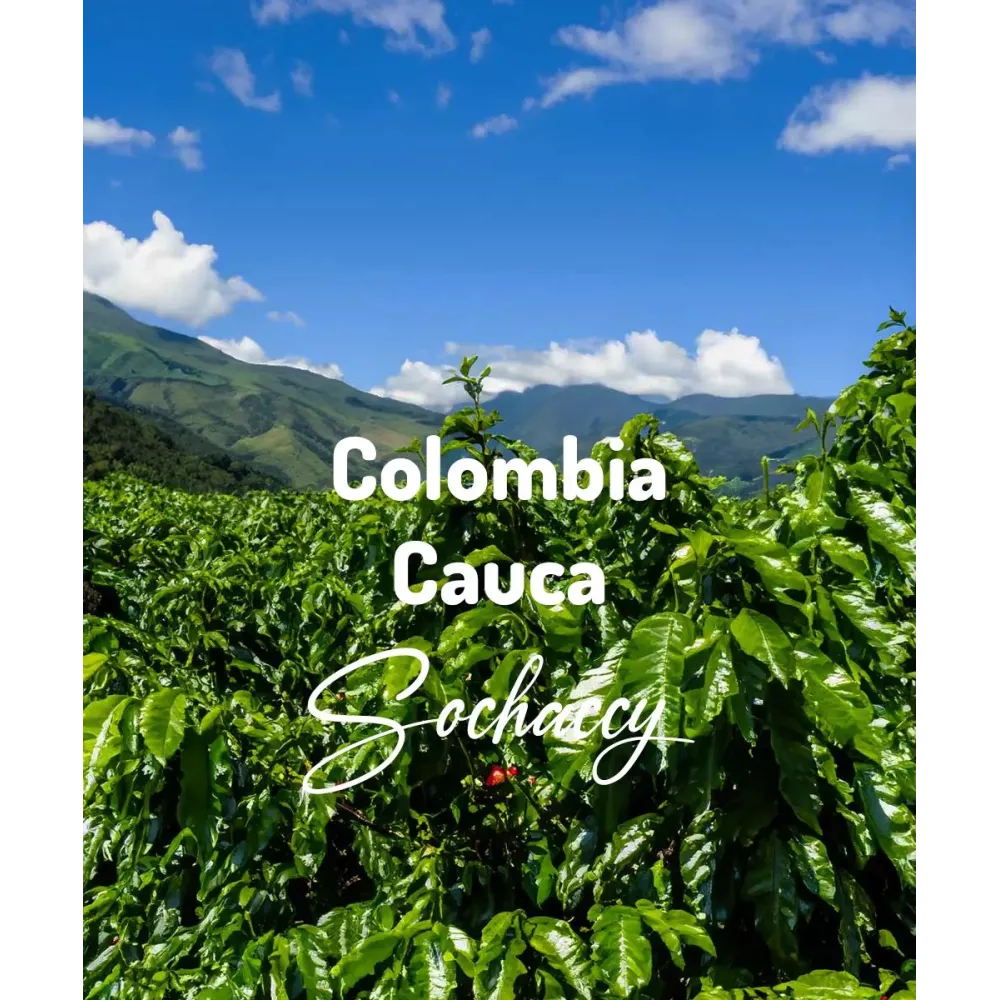 Kawa Kolumbia Cauca Świeżo Palona Arabica Rzemieślnicza Kawa Ziarnista