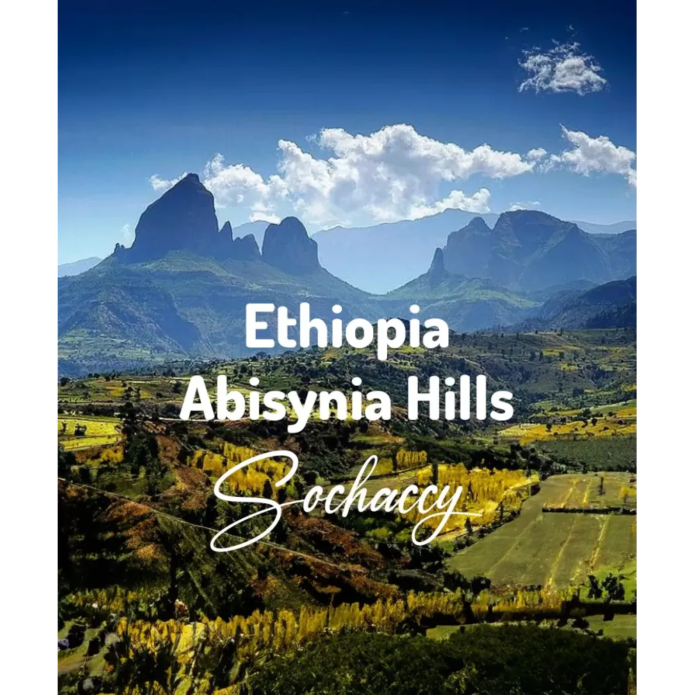 Kawa ziarnista Etiopia Abisynia Hills Świeżo Palona Arabica Rzemieślnicza Kawa Ziarnista