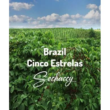 Brazylia Cinco Estrelas | Świeżo Palona Arabica | Kawa Ziarnista