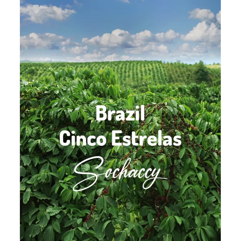 Kawa ziarnista Brazylia Cinco Estrelas, plantacja kawy | Palarnia Kawy Sochaccy