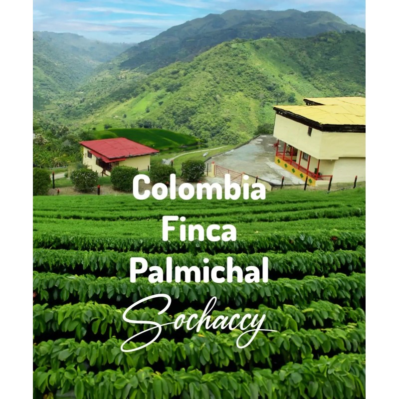 Kolumbia Finca Palmichal | Świeżo Palona Arabica | Kawa Ziarnista|Palarnia Kawy Sochaccy|Kolumbia