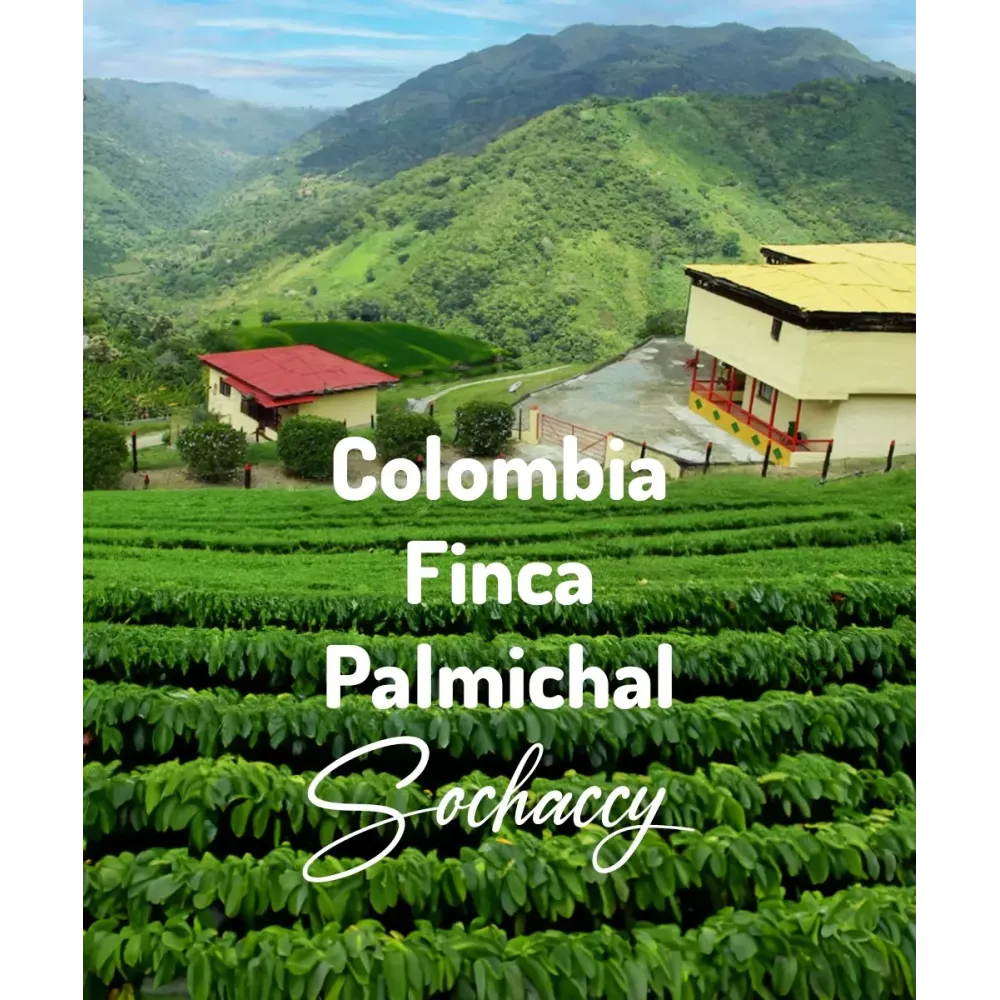 Kawa ziarnista Kolumbia Finca Palmichal  Plantacja kawy | Palarnia Kawy Sochaccy