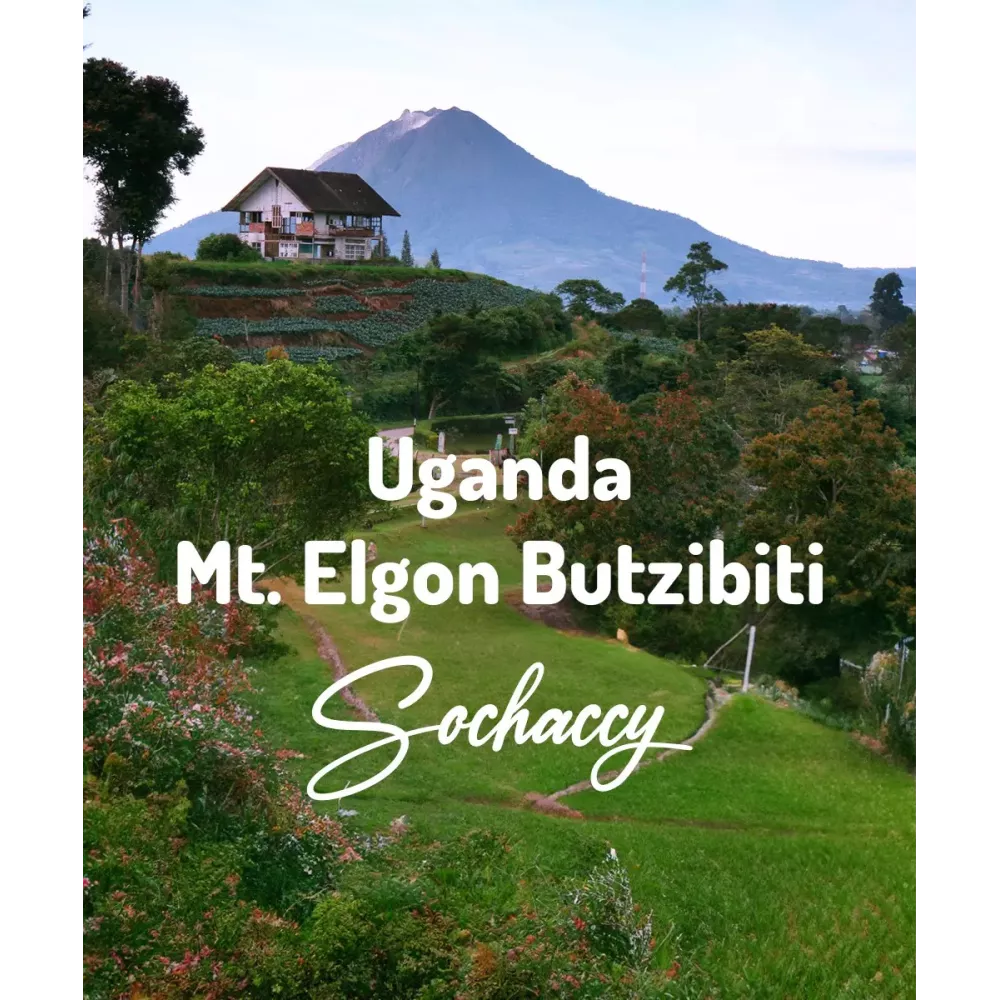 Uganda Mt. Elgon Butzibiti Świeżo Palona Arabica Rzemieślnicza Kawa Ziarnista