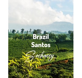 Brazylia Santos | Świeżo Palona Arabica | Kawa Ziarnista|Palarnia Kawy Sochaccy|Brazylia