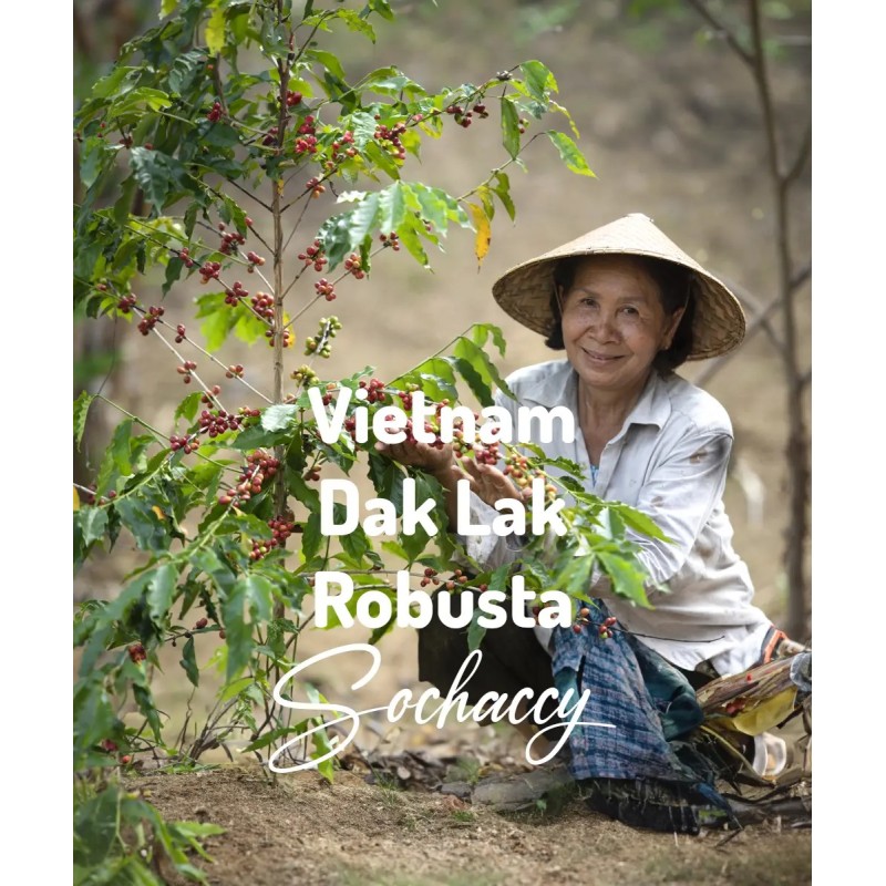 Wietnam Dak Lak Świeżo Palona Robusta  Kawa Ziarnista