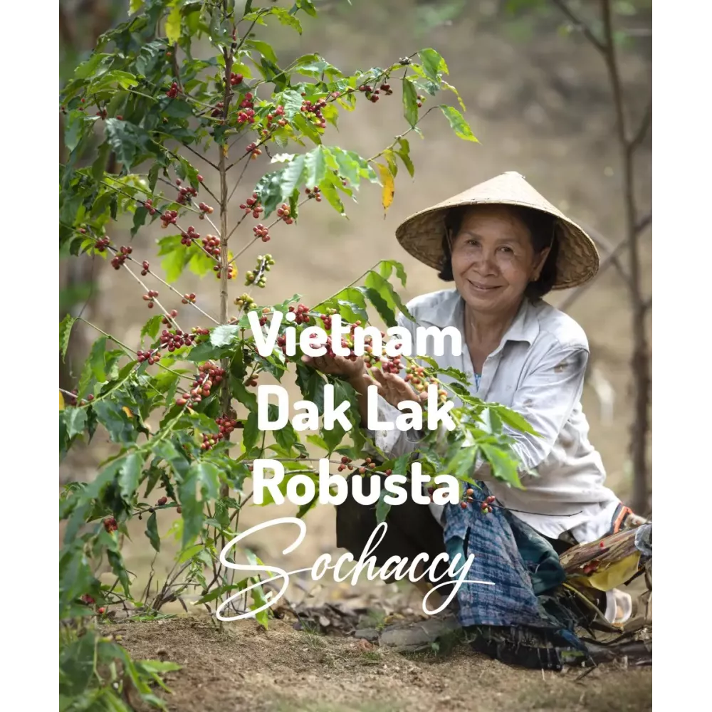 Kawa ziarnista Wietnam Dak Lak Świeżo Palona Robusta Rzemieślnicza Kawa Ziarnista
