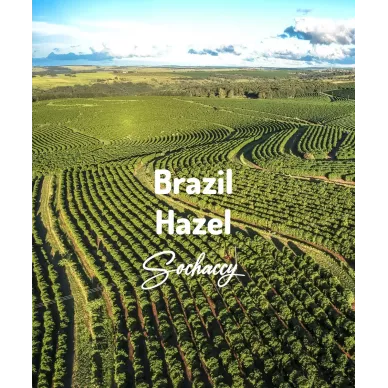 Brazylia Cemorrado Hazel | Świeżo Palona Arabica | Kawa Ziarnista