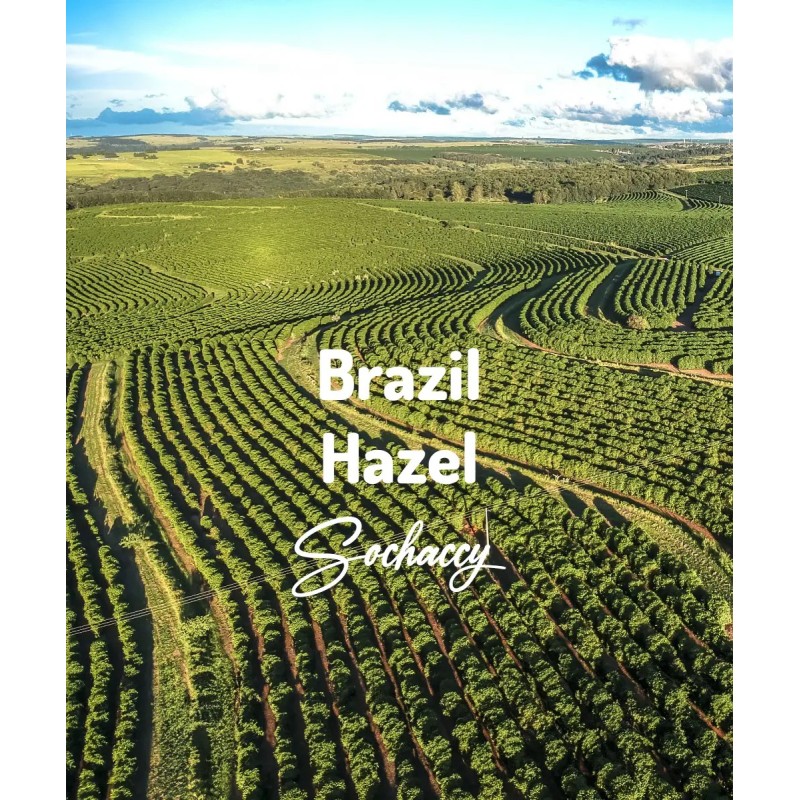 Brazil Cemorrado Hazel | Freshly Roasted Arabica | Coffee Bean. Coffee Brazil | Sochaccy.Co |