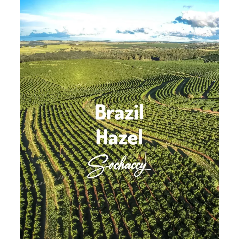 Plantacja kawa ziarnista Brazylia Hazel