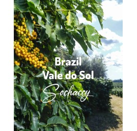 Coffee Brazil Fazenda Vale do Sol | Sochaccy.Co | Roastery