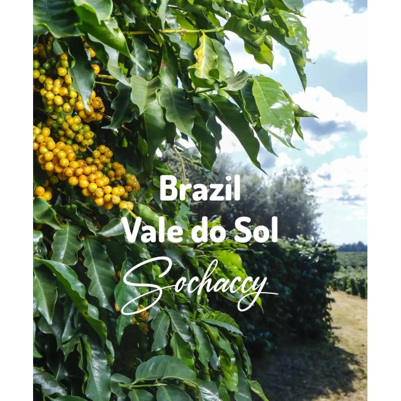 Coffee Brazil Fazenda Vale do Sol | Sochaccy.Co | Roastery